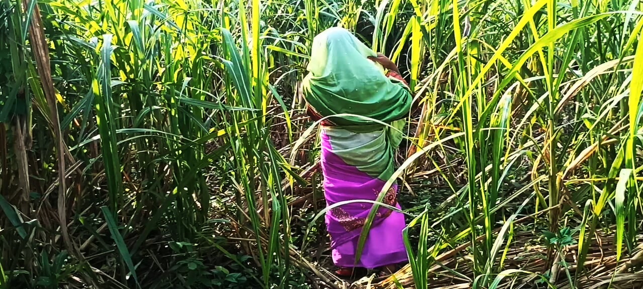 Husband's friend went to meet the new daughter-in-law in the sugarcane field. Daughter-in-law was to fuck by a friend..
